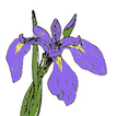 Québec Wildflowers アイコン