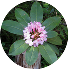 Washington Wildflower Search-icoon