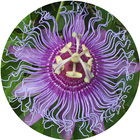 Tennessee Wildflowers icône