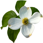 Virginia Wildflowers ikona