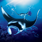 The Manta rays أيقونة