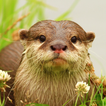 ”The Otter