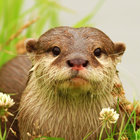 The Otter icône