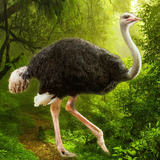 The Ostrich APK