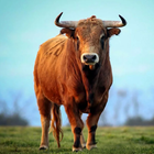 ikon Banteng
