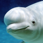 The Beluga Whale Zeichen