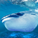 Icona The Blue Whale