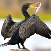 The Cormorant