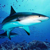The DogFish simgesi