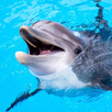 The Dolphin APK