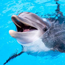 The Dolphin aplikacja