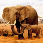 L'éléphant icône