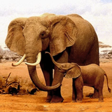 L'éléphant APK