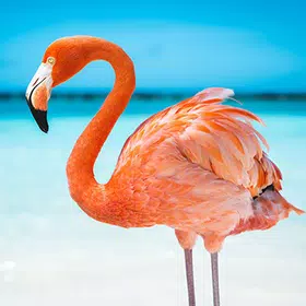 The Flamingo