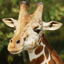 The Giraffe APK