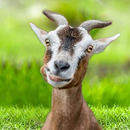 The Goat APK