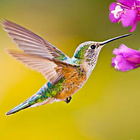 The Hummingbird icône