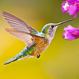 The Hummingbird APK