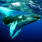The Humpback Whales アイコン