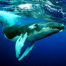 The Humpback Whales APK