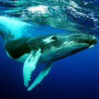 The Humpback Whales biểu tượng