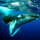 APK The Humpback Whales