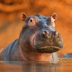 The Hippo icono
