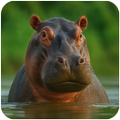 The Hippo