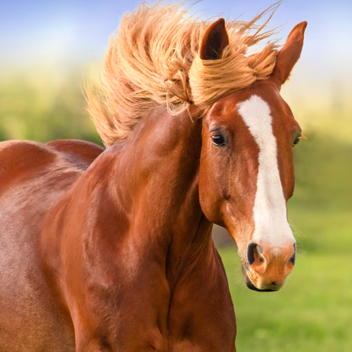 Das Pferd
