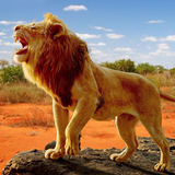 Le lion icône