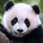 The Panda Zeichen