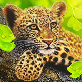 The Leopard aplikacja