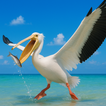 The Pelican icon