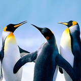 The Penguin ícone