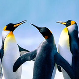 APK The Penguin
