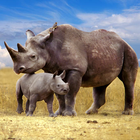 Le rhinocéros icône