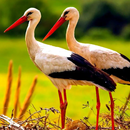 The White Stork APK