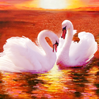 The Swan ícone