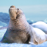 The Seal Elephant アイコン
