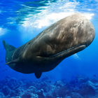 The Sperm Whale simgesi