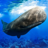 The Sperm Whale أيقونة