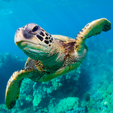The Turtle-icoon