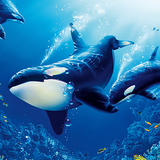 The Killer Whale أيقونة