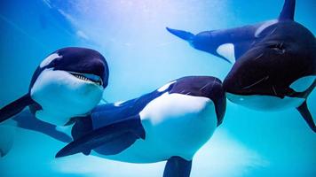 The Killer Whale اسکرین شاٹ 1