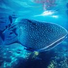 The Whale Shark icône