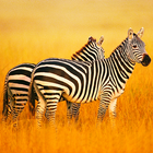 The Zebra ícone
