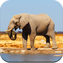 Wild Life Wallpaper HD APK