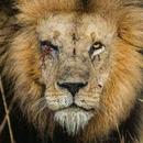 Wild Animals Documentaries - SAVAGE KINGDOM APK