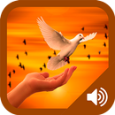 Oraciones Poderosas en Audio para mejorar tu vida-APK