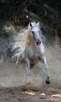500 Amazing Horse Pictures HD الملصق